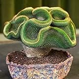 cactus raros sin espinas ♥♥ Cantidad: 100 piezas / paquete