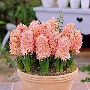 FernsFly IMP. Hyacinth Aromatic Charming Flower Bulbs Winter Flower Home Pot / Land Gardening Bulbs Blooming planting (Pack of 7 Gipsy Queen Hyacinth)