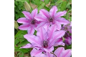 PERAGA GARDEN 1 PIANTA DI CLEMATIDE CLEMATIS ISABELLA VASO 16CM