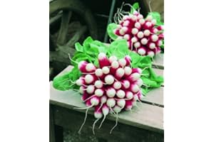 ROOT SOURCE Radish Plug Plants (6 Plugs, 18 Plants)