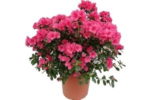 DECOALIVE Azalea Natural Planta Arbustiva de Exterior con Flores