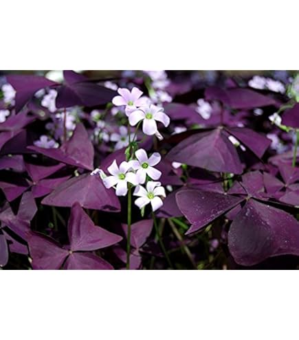 10 Bulbi Di Oxalis Triangularis (Trifoglio Fortunato) - Piante Rare Da Giardino - Foto 5