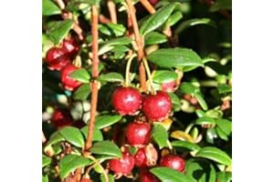 Chilean Guava Myrtus Ugni Plant, Strawberry Myrtle 30-40cm Supplied in a 2 Litre Pot by DirectPlants™