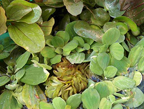 Mühlan – Gartenteich Schwimmpflanzenmix, 8 ausgewachsende Pflanzen, je 2 x Wassernuss, Muschelblume, Büschelfarn, Froschbiss - 5