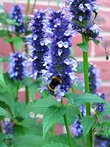 Agastache 'Black Adder' - 3 x 9cm Potted Plants