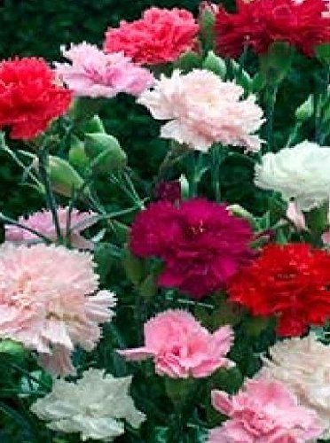 Just SeedFlower - Dianthus - Carnation - Chabaud Mixed - 1500 Seeds - Large Pack