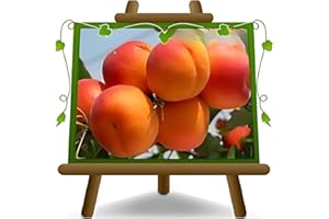 EURO PLANTS VIVAI Abricotier Fracasso Arbre fruitier Hauteur maximale 180 cm. Âge 4 années pot 26cm.