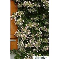 Schizophragma hydrangeoides roseum (60-80 cm) - Spalthortensie
