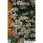 Schizophragma hydrangeoides roseum (60-80 cm) - Spalthortensie