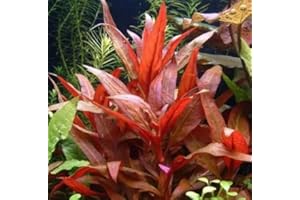 AQUAPLANTS Alternanthera rosaefolia - Plante vivante pour aquarium