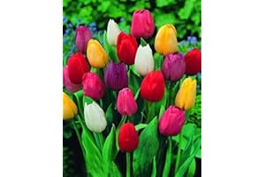 GENERICO 30 X Tulipani Misti - Bulbi Di Alta Qualità (30)