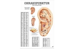 RDIGER- ANATOMIE GMBH Ruediger Anatomie MIPO25 Ohrakupunktur Tafel, 24 cm x 34 cm, Papier