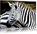 Produktbild prächtiges Zebra Spezial Format: 100x70 cm auf Leinwand, XXL riesige Bilder fertig gerahmt mit Keilrahmen, Kunstdruck auf Wandbild mit Rahmen, günstiger als Gemälde oder Ölbild, kein Poster oder Plakat