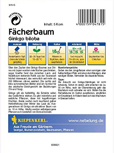 Kiepenkerl Gingko biloba - 2
