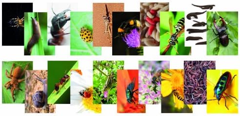 Nature's Trail, Nature's Blooms, Nature's Mini-Beasts 120 Sheet Pack