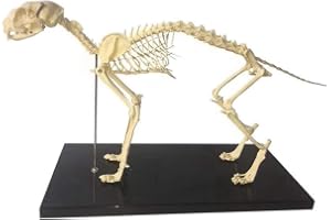 Kattskelett Anatomisk Modell - Djurskelett Anatomi - Kattbenskelettmodell - För Veterinärundervisning Demonstrationsverktyg U