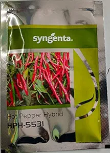 Syngenta Chilly HPH-5531 , Hybrid quality Hot Pepper, 1500SD