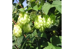 CLEMATISONLINE 2 x luppolo – Set di 2 pezzi Humulus lupulus (femmina, luppolo selvatico, luppolo di birra) – pianta rampicante molto crescente e dura in inverno | 2 x 1,5 litri