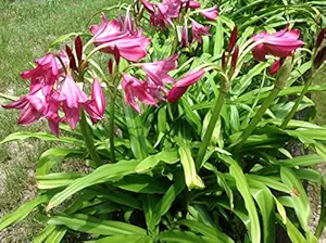 Floriculture Greens IMP. Crinum