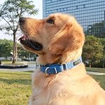 Dazzber-Martingale-Collare-per-cani-regolabile-resistente-in-nylon-tinta-unita