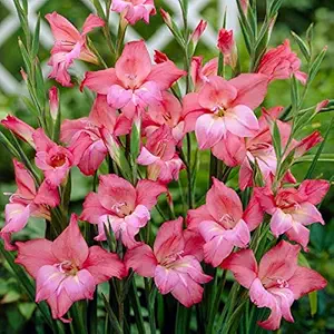 FernsFly IMP. Sword lily Gladiolus | Gladiola | Gladioli Flower Bulbs Home Outdoor Flowering Gardening Bulbs Blooming planting (Pack of 3 Charm Gladiolus)