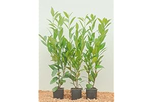 Kirschlorbeer Heckenpflanzen immergrün Sichtschutz Prunus lauroc.'Novita' im Topf gewachsen 20-40cm (50 Stück)