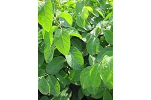 Baumschule Pflanzenvielfalt Lonicera xylosteum - Rote Heckenkirsche - Gewöhnliche Heckenkirsche - Gemeine Heckenkirsche