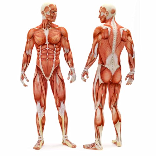 Balance-Board / Balance-Pad aus TPE-Schaumstoff »Libra« / Trapezförmige Gleichgewichtsmatte, Koordinations-Pad / in blau, schwarz oder orange / Größe 49x39x6,5cm Gewicht zirka 500g ideal für Gleichgewichtsübungen, Koordinationstraining und Balanceübungen. Das ideale Balanceboard / Wackeltbrett zur Steigerung der Stabilität sowie zur Therapie nach Muskelverletzungen. Vielseitig einsetzbar in der Physiotherapie und Rehabilitationsgymnastik zum gelenkschonenden Aufbau der Beinmuskulatur - 8