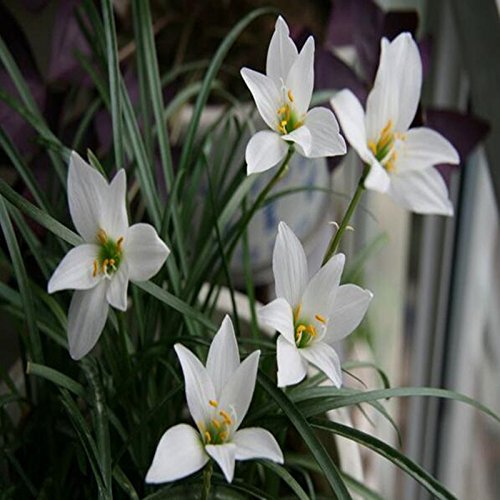 100 Samen / pack Regen-Lilie, Zephyr, Zwiebeln Orchideenarten Schöne Blumensamen für Haus und Garten - 2