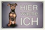 Motiv: Hier wache ich - Prager Rattler - Hund Dog 20x30 cm Blechschild 1551