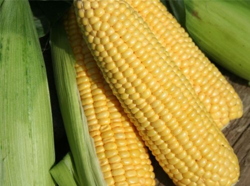 Just Seed - Zuckermais - Lark F1 - 25 Samen