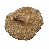 versteinerte seeigel alter Naturprodukt - von daher sind Abweichungen vom Foto in Struktur und Form natürlich