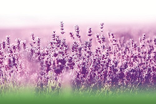 Lavendelöl 500mg, 40 Weichkapseln, 100 % kalt eingeweichter reiner und natürlicher Extrakt, löst die Angstgefühle und den Stress ab, beruhigt und mildert leichte Schlafstörungen - 4