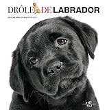DROLE DE LABRADOR