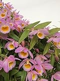 1 blühfähige Orchidee der Sorte: Dendrobium loddigesii ,...