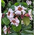 Navaurja Strophanthus Gratus | Climbing Oleander Rose Allamanda | Fragrant Flower Plant