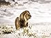 Wildlife Kalender 2017 - Tierkalender, Naturkalender, wilde Tiere 2017, Posterkalender - 64 x 48 cm by 
