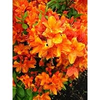 bronzegelb blühende Garten Azalee Rhododendron luteum Golden Eagle 40-50 cm hoch im 5 Liter Pflanzcontainer