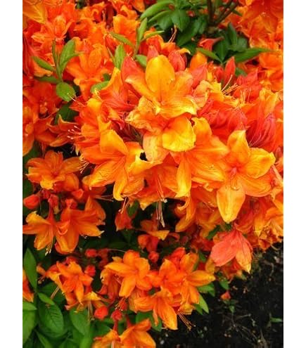 BALDUR Garten 1x Rhododendron XXL, Pflanze im 3 Liter-Topf, enorm groe  zweifarbige Blten, karminroter Rand, weies Bltenherz, ideal fr Balkon &  Terrasse, winterhart, immergrn & bienenfreundlich : Amazon.de: Garten