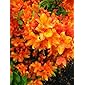 bronzegelb blühende Garten Azalee Rhododendron luteum Golden Eagle 40-50 cm hoch im 5 Liter Pflanzcontainer