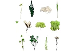 DEZP DEZ eine Box getrocknete blumen trockenblumen zum basteln getrocknete blüten trockenblumen kranz schleierkraut getrocknet trockenblumen klein trockenblumen deko klein trockenblumen set（Grün）
