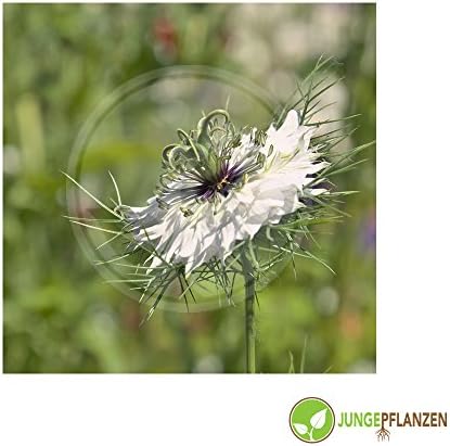 Herb Seeds - Caraway / Carum carvi - Apiaceae - different varieties(Caraway - Record)