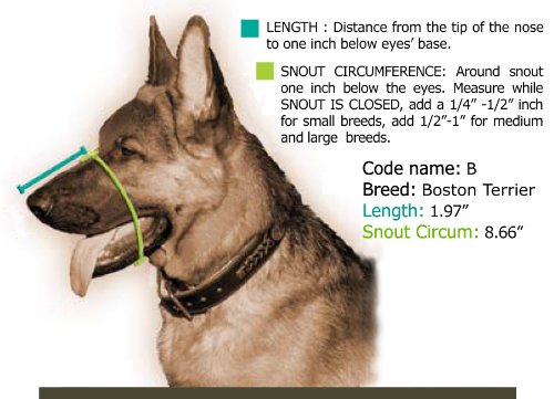 Dean-Tyler-Boston-Terrier-Leather-Muzzle