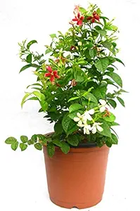 Siam Garden Live Madhumalati Honeysuckle Rangoon Creeper Flower Plant 2 Plants