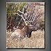 Produktbild Lone Bull Elk Ständer in dicken Wachstum von Gras Tree Art Wand Bilder Kunstdruck auf Leinwand Tier die Bild für Home Moderne Dekoration Stretched by Holz Rahmen, fertig zum Aufhängen