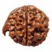 Rudraksha 6 Mukhi GANESH JI NEPALI RUDRAKSHA 100% Original & Certified By Arihant Gems and Jewels RS.1100.00