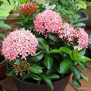 Creative Farmer Live Flowering Plant Pink Ixora Taiwanese Dwarf Red Ixora, Chethi Bee Attracting For Summer Season Garden Plant(1 Healthy Live Plant) C