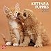 Kittens & Puppies 2013 - Kätzchen & Hundewelpen - Original BrownTrout-Kalender by 