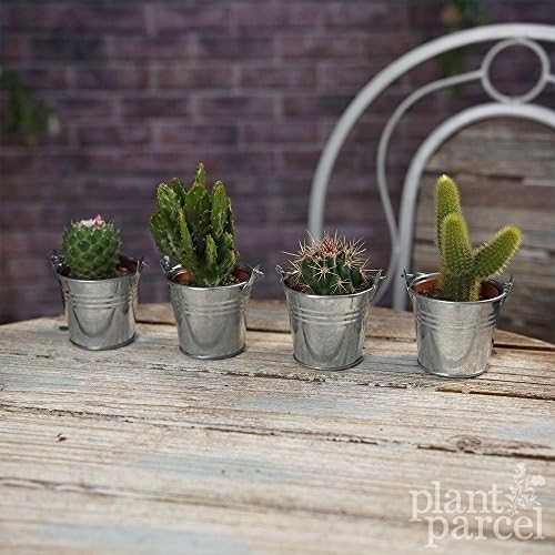 Cactus Mix - House / Office Live Indoor Pot Plant - Ideal Wedding Favour Gift In Silver Pots (Plants w/ Pots, 10)