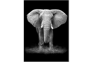 MINRAN DECOR Impressions sur Toile Art Mural Tableau - Grand éléphants Avant Noir et Blanc Animal Posters : Peinture sur Toile Home Decor Photo, 40 * 60cm
